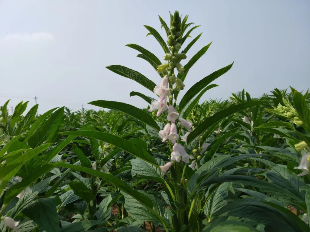 芝麻种植成本及利润_芝麻种植致富视频_芝麻种植视频农广天地