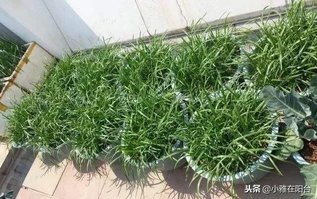 关于韭菜种植技术_韭菜种植技术与管理方法_五色韭菜种植技术