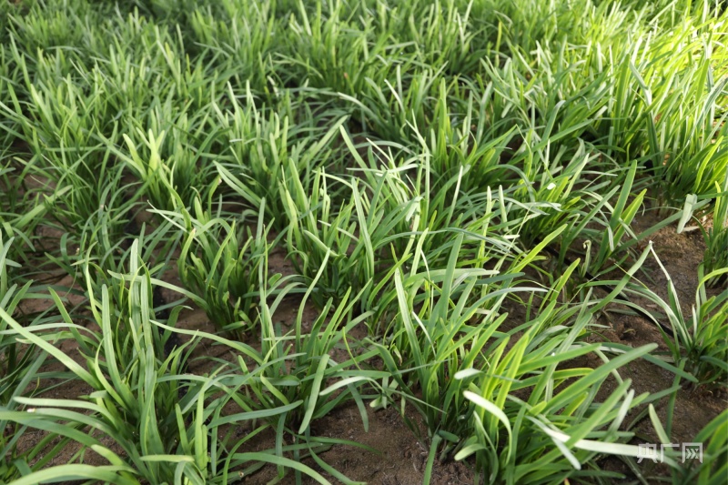 冬季韭菜大棚种植技术视频_冬暖大棚韭菜种植技术_韭菜大棚种植冬暖技术与管理