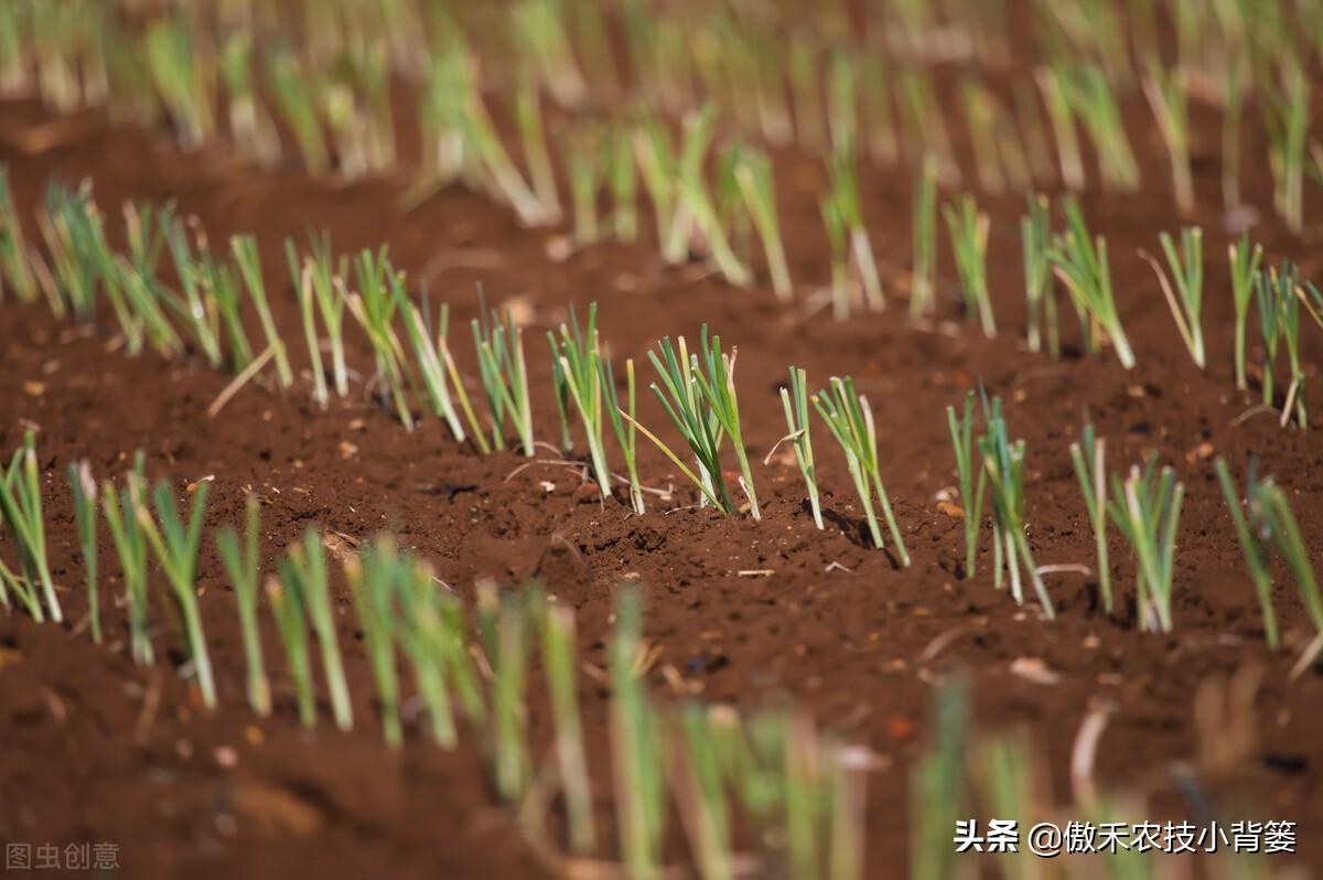 关于韭菜种植技术_韭菜种植技术与栽培_韭菜种植技术与管理方法