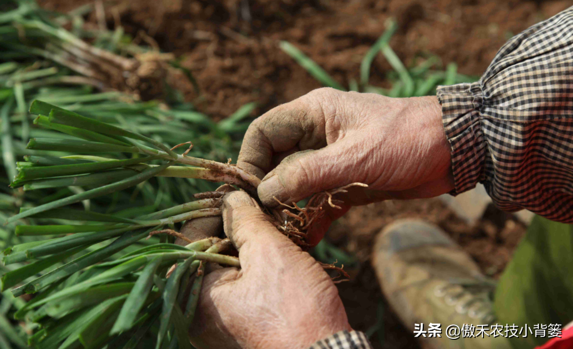 关于韭菜种植技术_韭菜种植技术与管理方法_韭菜种植技术与栽培