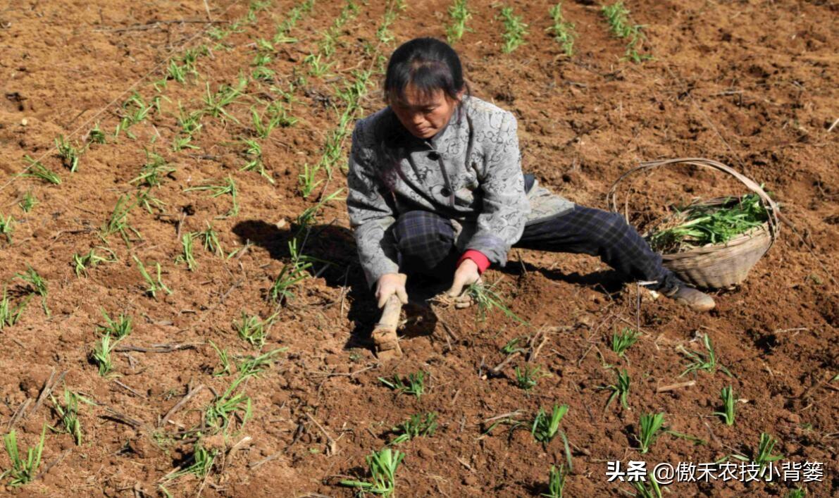 韭菜种植技术与栽培_韭菜种植技术与管理方法_关于韭菜种植技术