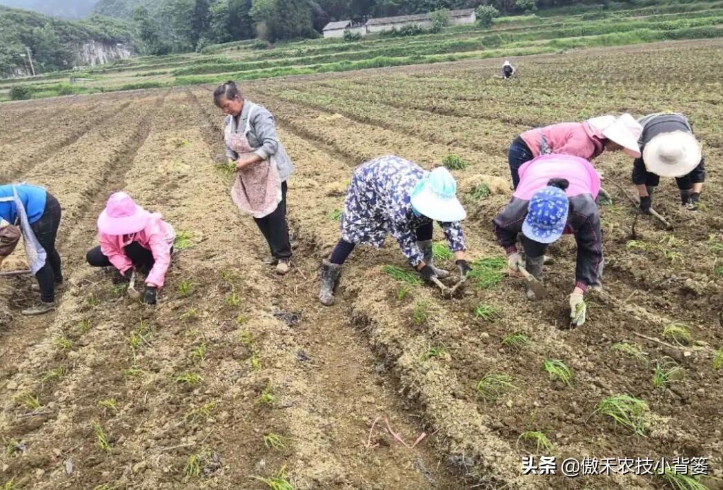 韭菜种植技术与栽培_关于韭菜种植技术_韭菜种植技术与管理方法