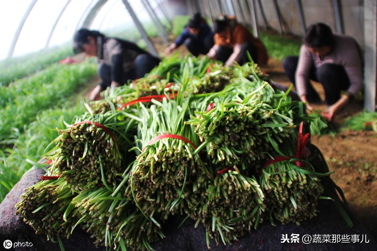 五色韭菜种植技术_韭菜种植技术与栽培_关于韭菜种植技术