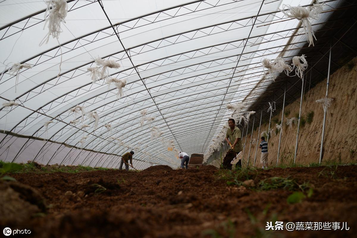 韭菜种植技术与栽培_五色韭菜种植技术_关于韭菜种植技术