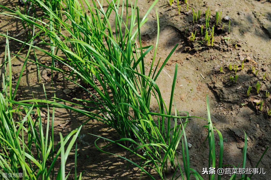 五色韭菜种植技术_关于韭菜种植技术_韭菜种植技术与栽培