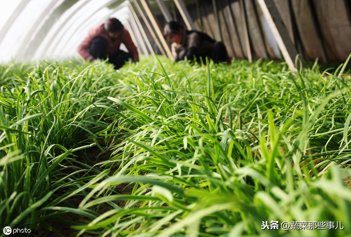 韭菜种植技术与栽培_关于韭菜种植技术_五色韭菜种植技术