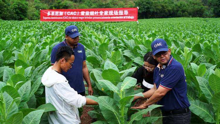 烟叶种植致富吗_种植烟叶赚钱吗_种植烟叶的利润怎么样