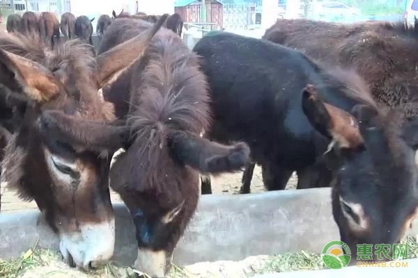 驴养殖技术百度文库_驴的养殖与肉用_肉驴养殖的技术