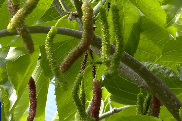 冬暖大棚韭菜种植技术_韭菜大棚种植冬暖技术要点_冬季韭菜大棚种植技术视频