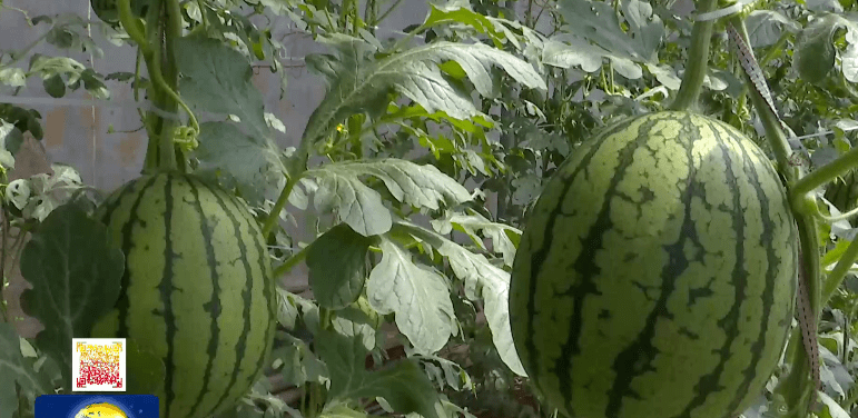 冬季韭菜大棚种植技术视频_冬暖大棚韭菜种植技术_韭菜大棚种植冬暖技术要点