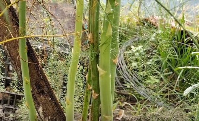 种植最新芦笋技术与管理_芦笋最新种植技术_种植最新芦笋技术要求