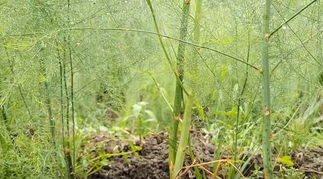 种植最新芦笋技术要求_芦笋最新种植技术_种植最新芦笋技术与管理