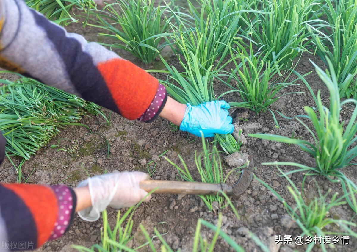 五色韭菜种植技术_关于韭菜种植技术_大棚韭菜种植技术