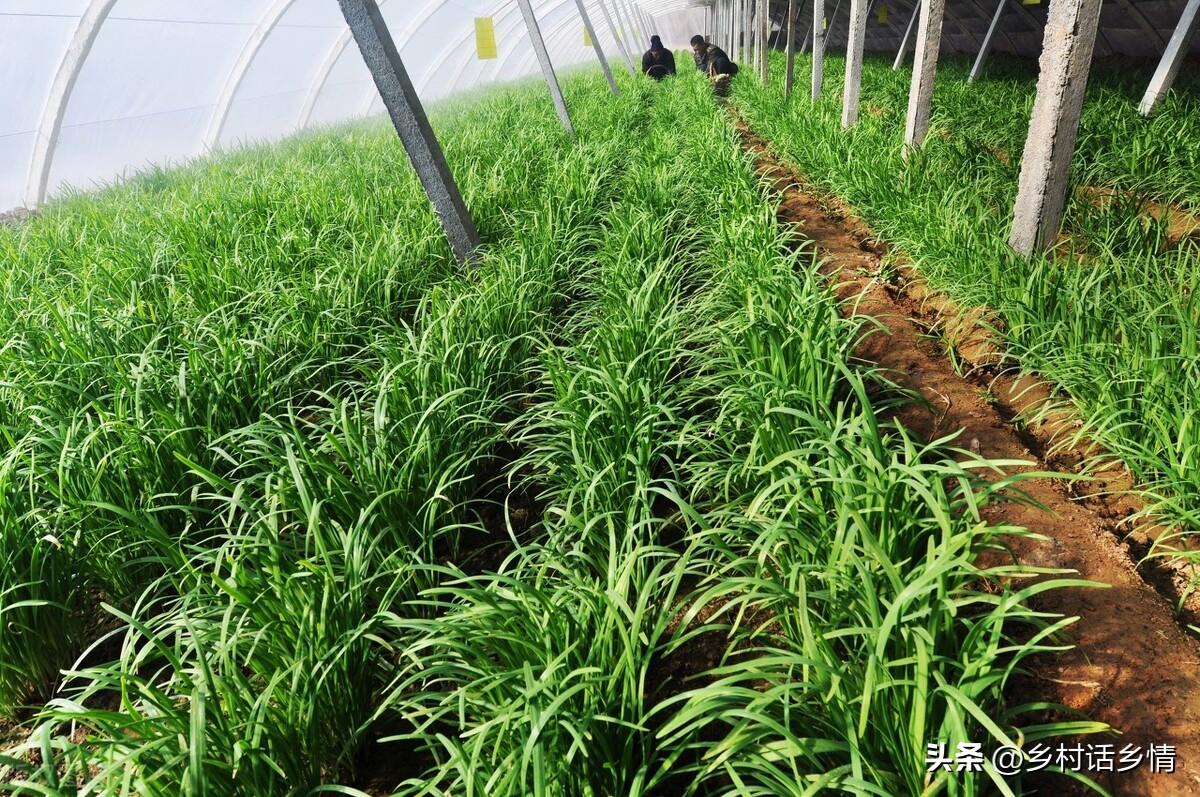 大棚韭菜种植技术_五色韭菜种植技术_关于韭菜种植技术