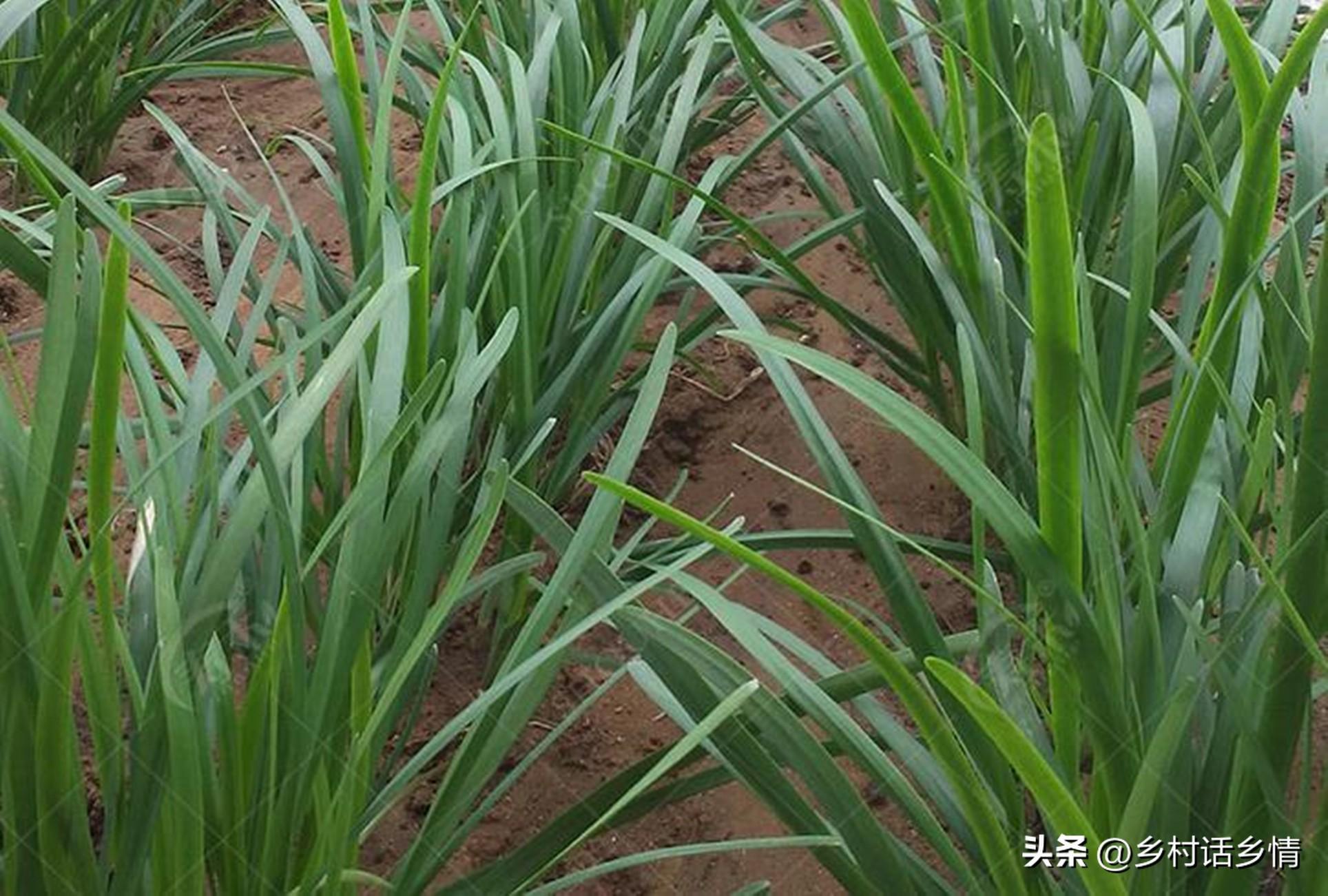 大棚韭菜种植技术_关于韭菜种植技术_五色韭菜种植技术