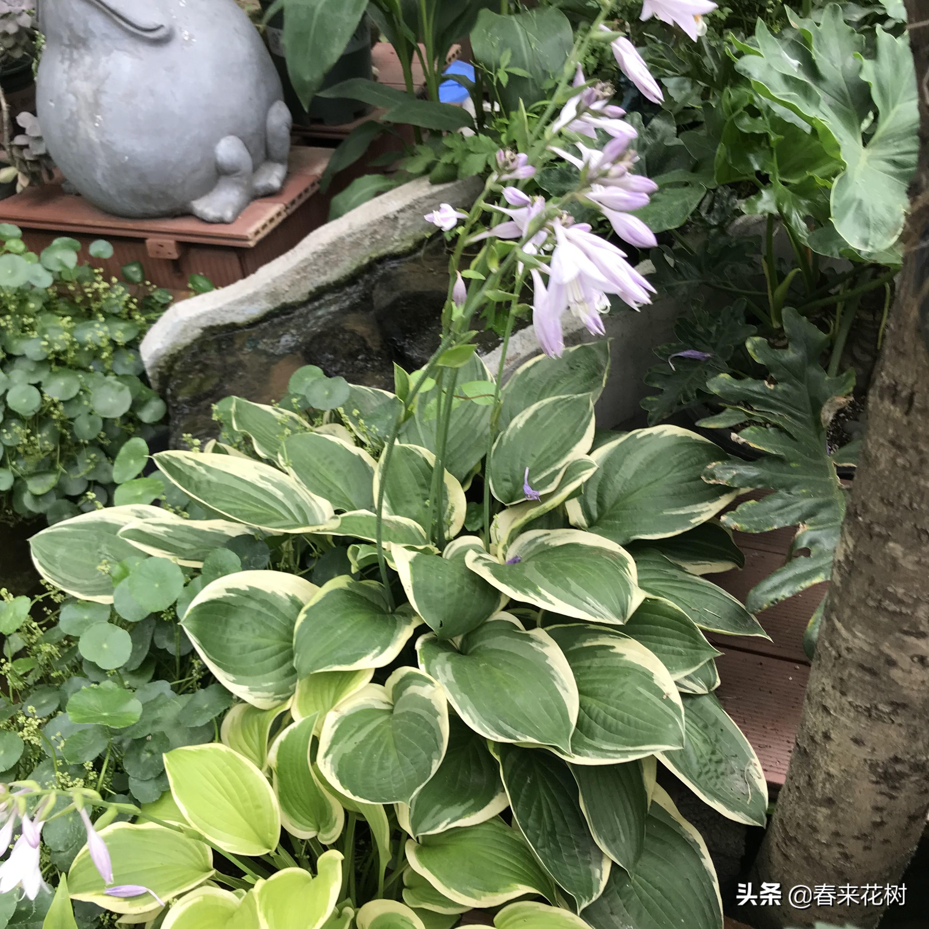 养殖玉簪技术要求_玉簪养殖应注意事项_玉簪养殖技术
