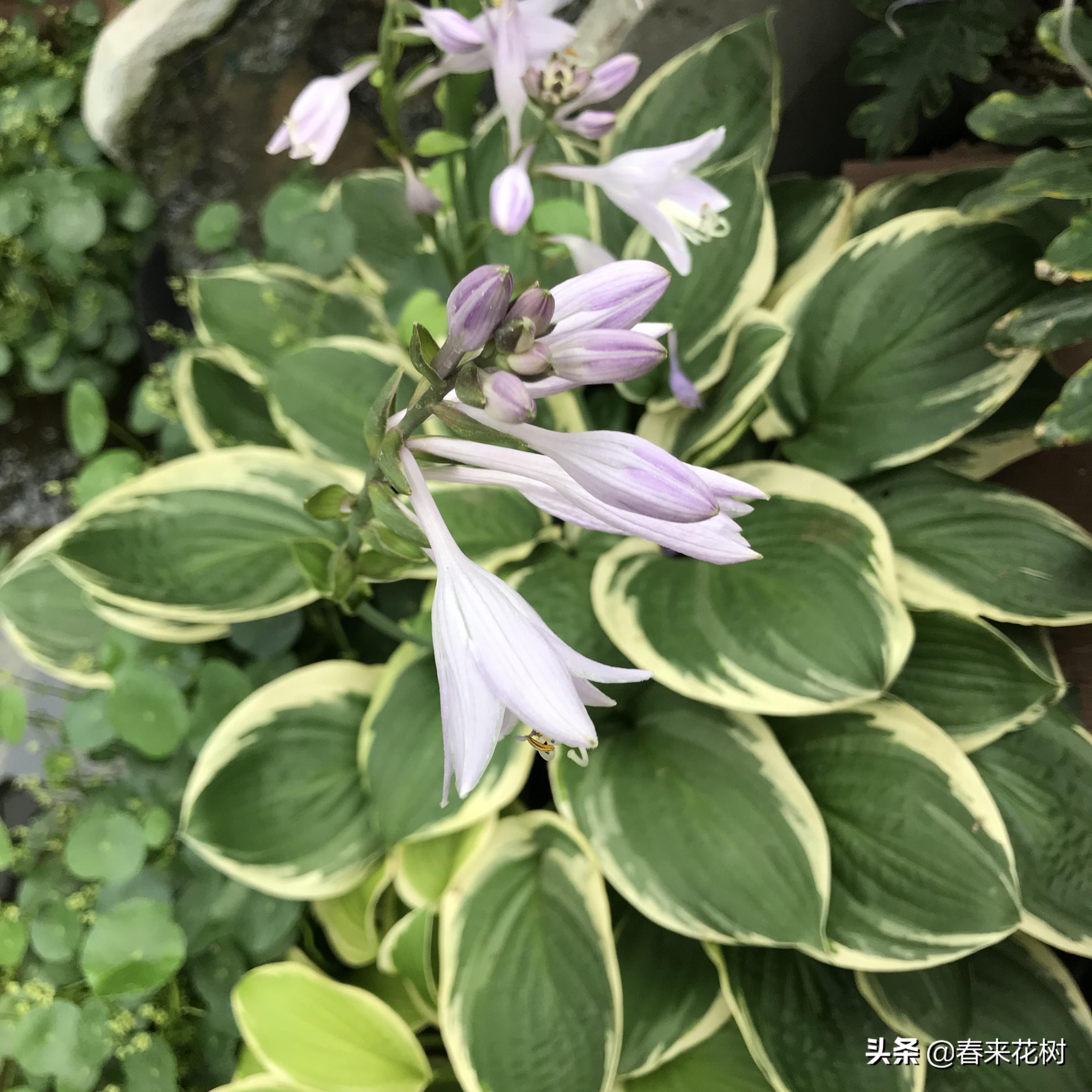 玉簪养殖应注意事项_养殖玉簪技术要求_玉簪养殖技术