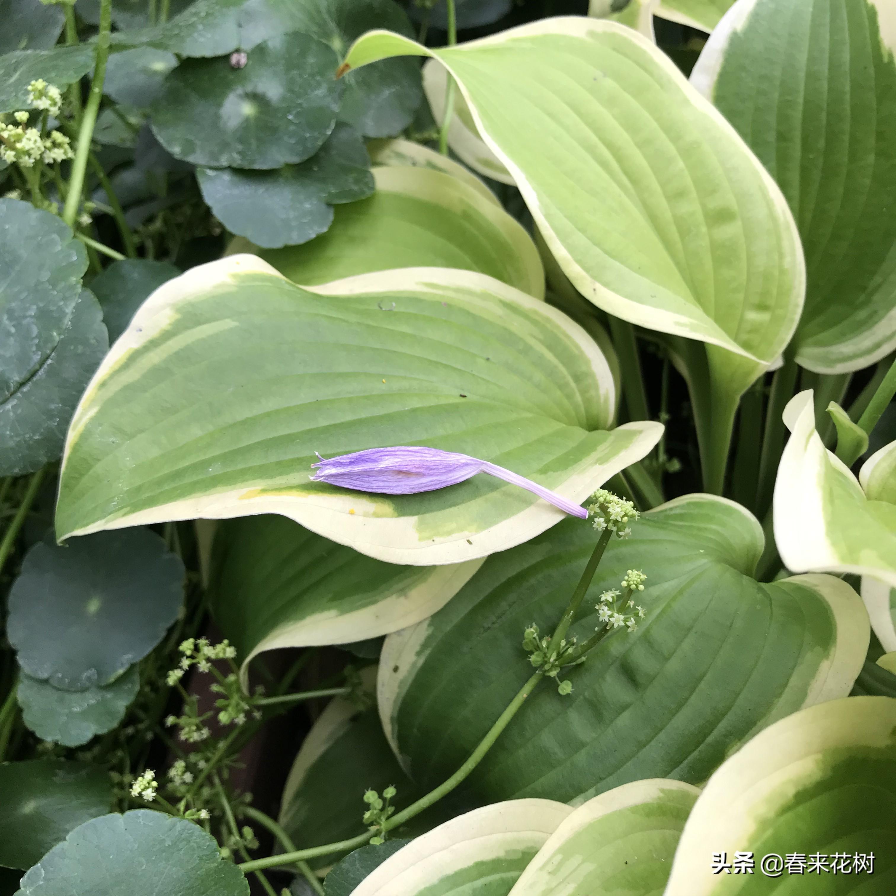 玉簪养殖应注意事项_玉簪养殖技术_养殖玉簪技术要求
