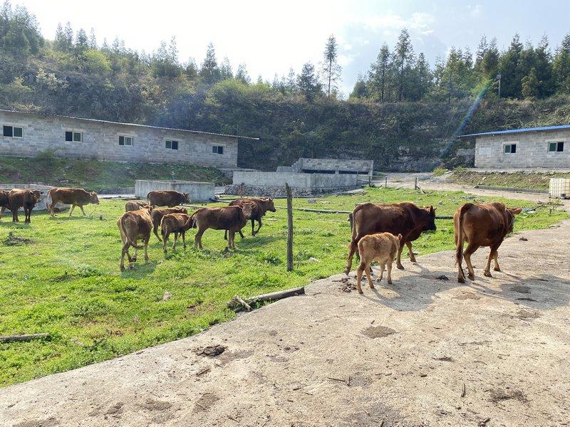 沿河：家庭农场“牛气”旺 增收致富动力足