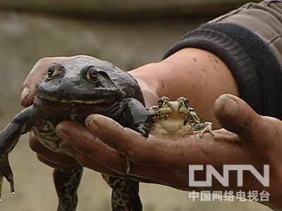 刘春军养青蛙 流浪汉用青蛙赢得财富和爱情（上）(2011.5.9)