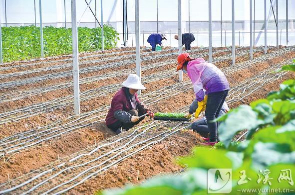 红色土壤种植致富_致富种植红色土壤的意义_红色土地适合种植什么