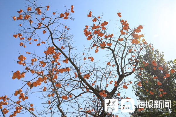 柿饼的销路前景怎样_富平柿饼加工视频_致富经柿饼