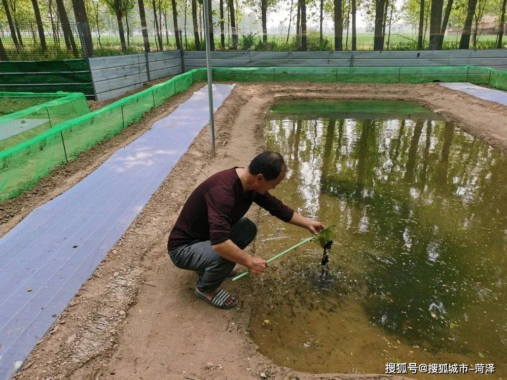 富农兴村 | 牡丹区沙土镇：蟾蜍养成金疙瘩 走出特色致富路