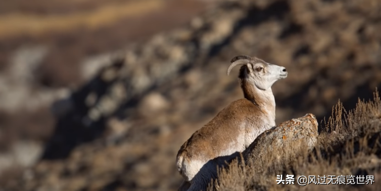 致富养殖印度项目是什么_印度养殖致富项目_致富养殖印度项目招标