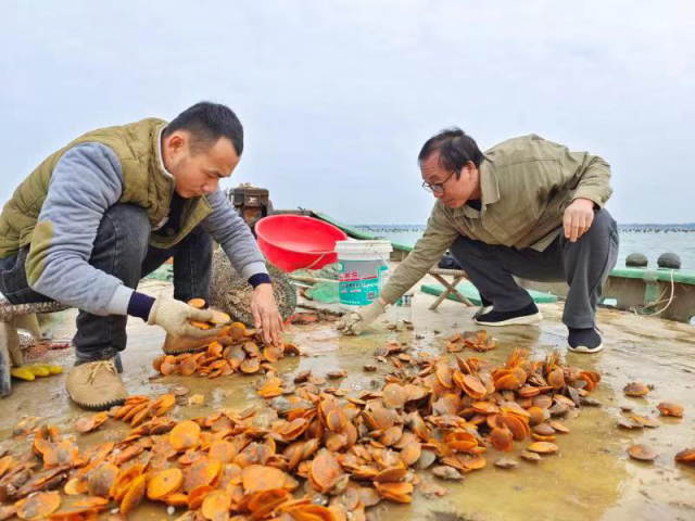 海泥丁养殖技术_如何养殖泥丁_泥丁养殖方法和注意事项