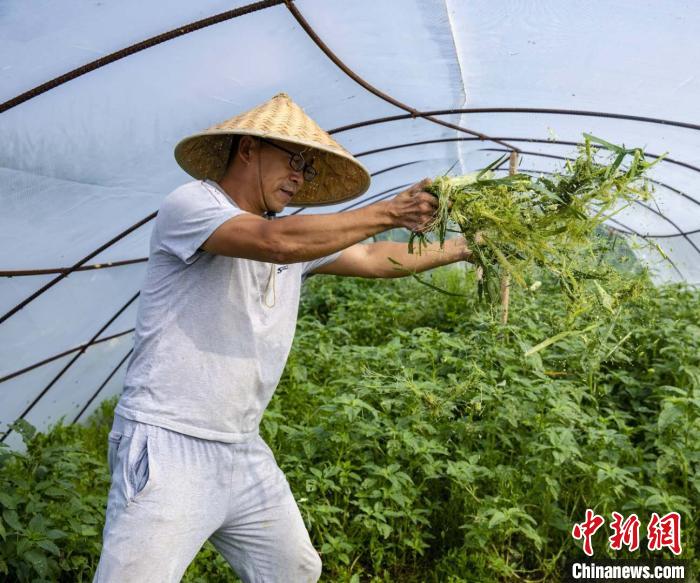 药用动物养殖致富_致富养殖药用动物药有哪些_养殖药材动物