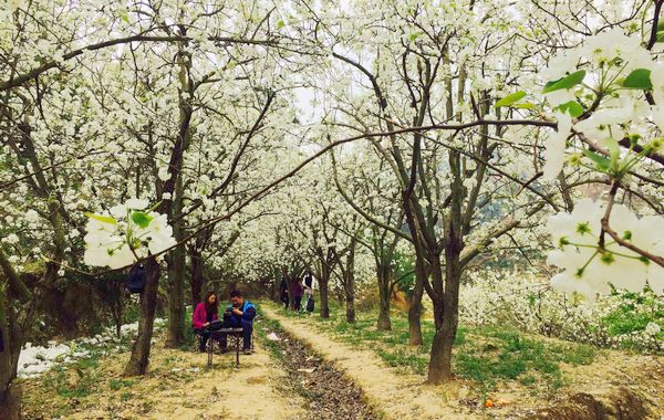 蒙自市理海寨村：梨花院落入画来