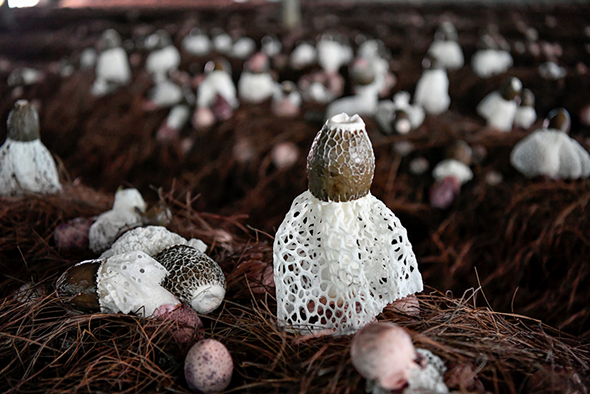 织金竹荪种植技术_织金竹荪视频_织金竹荪种植培训