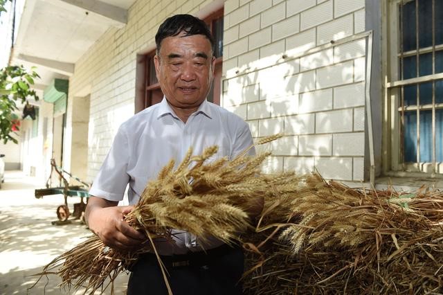 致富经有机小麦_小麦致富机有什么用_小麦工艺品致富路