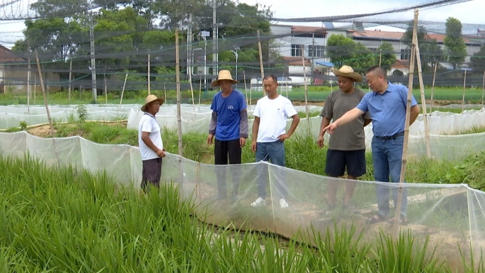 致富经养蛙_致富经黑斑蛙养殖_致富经养蛙视频全集