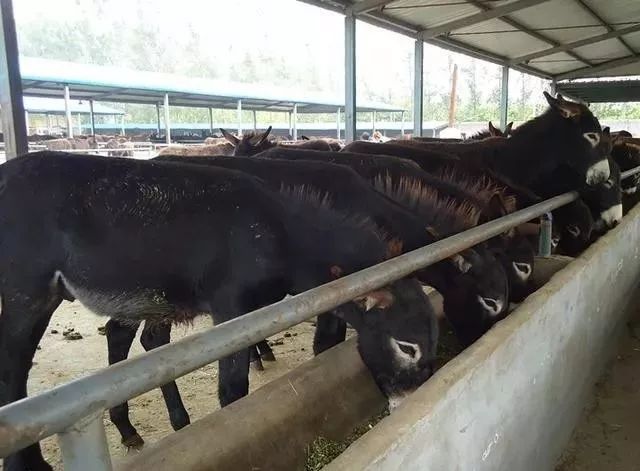 肉食驴养殖_驴的养殖与肉用_三粉肉驴养殖技术