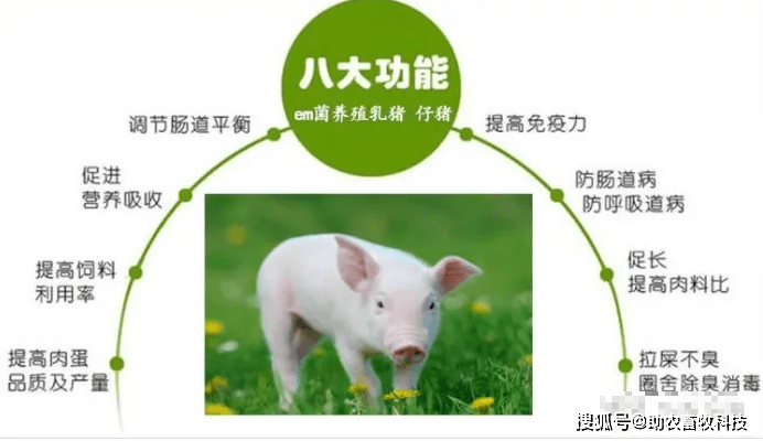 致富经益生菌养猪_有益菌养猪_益生菌养猪的利与弊