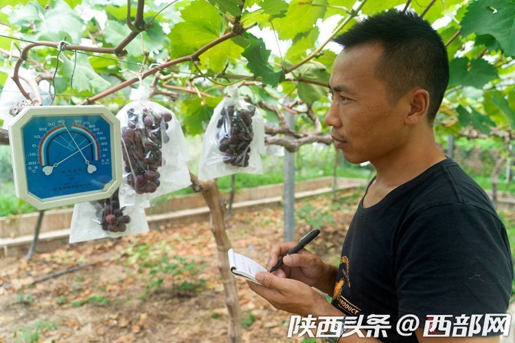 黑葡萄种植技术与管理_葡萄种植新技术_黑葡萄种植技术