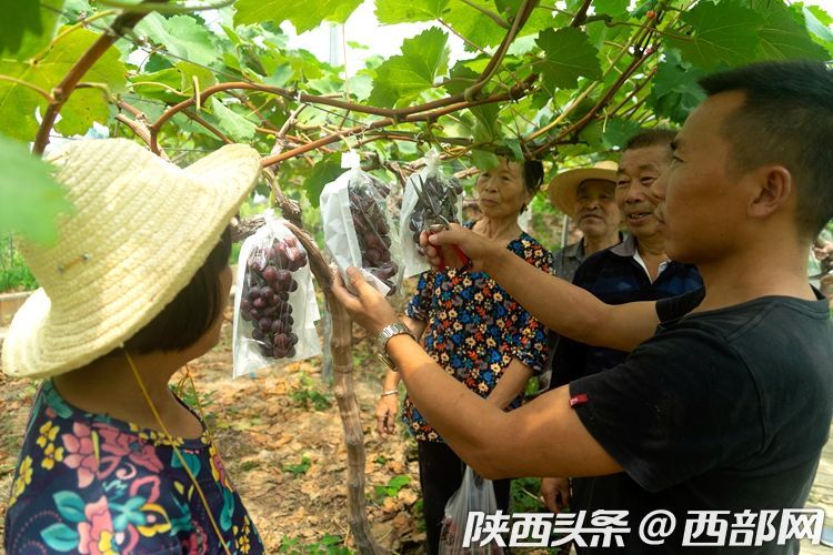 黑葡萄种植技术与管理_黑葡萄种植技术_葡萄种植新技术