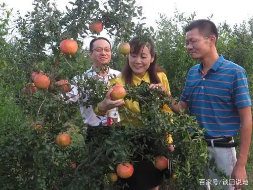 石榴的种植前景与收益_种植石榴致富经_致富石榴种植方法