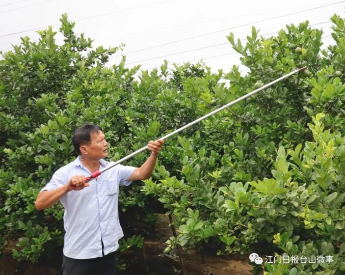 他是台山种植香水柠檬红先锋，全村产业致富带头人