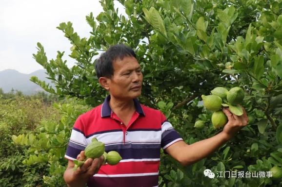 致富种植什么比较赚大钱_种植致富宝典_免费种植致富果