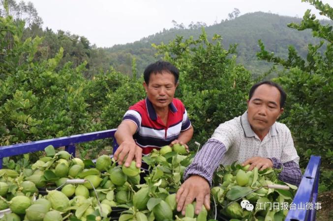 致富种植什么比较赚大钱_免费种植致富果_种植致富宝典