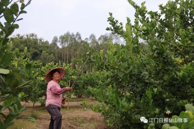 致富种植什么比较赚大钱_免费种植致富果_种植致富宝典