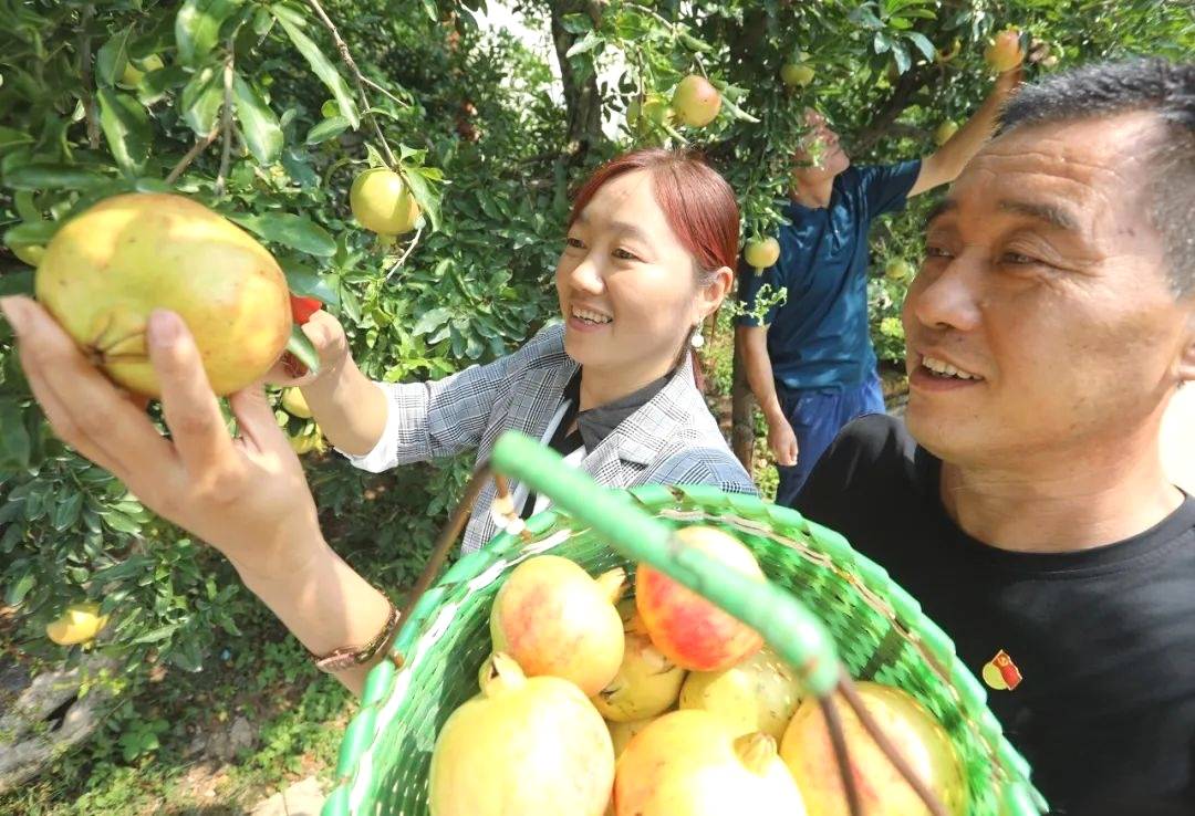 种植石榴致富经_致富石榴种植方法_石榴种植效益