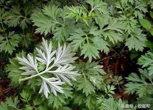 种植野菜致富纪实_种植野菜挣钱吗_种野菜致富的陷阱