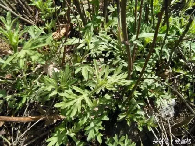 种植野菜挣钱吗_种植野菜致富纪实_种野菜致富的陷阱