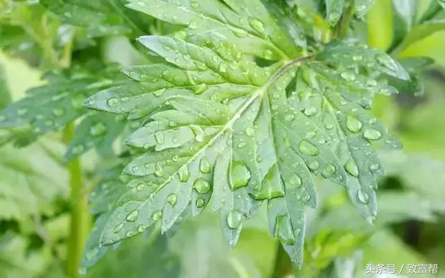 种植野菜致富纪实_种野菜致富的陷阱_种植野菜挣钱吗