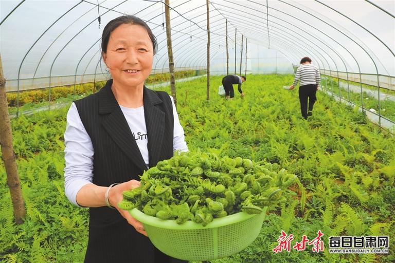 成县：山野菜变成致富“黄金芽”