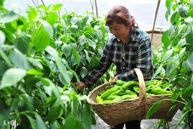 种植辣椒，向梁大嫂学几招，轻松增产